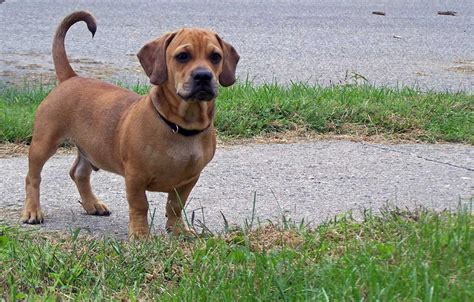 Dachshund Mix Breeds Surprising Combos Dachshund Joy