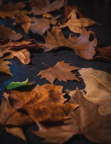 Pila de hojas secas de otoño con un estilo oscuro y cambiante Foto