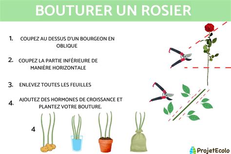 Comment Faire Des Boutures De ROSIERS