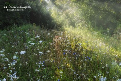 Connecticut Wildflowers Scenic Beauty Along Rt 7