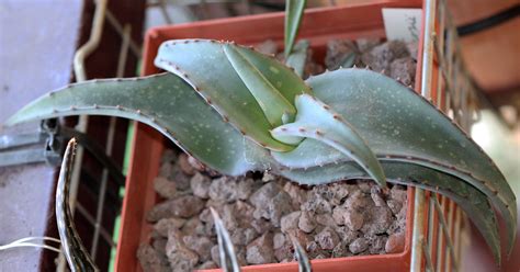 Aloe Lavranosii 2018 09 10 Cm Pot This Plant Was Bought Flickr