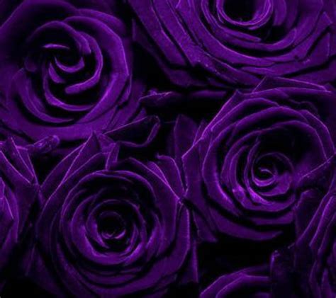 1920x1080px 1080p Free Download Purple Roses Dark Flowers Purple Roses Hd Wallpaper Peakpx