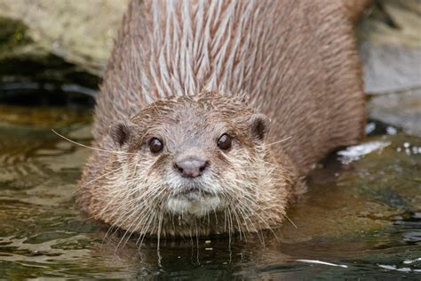 Otter Free Stock Photo Public Domain Pictures