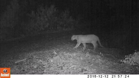 Limping Along But Covering A Lot Of Ground Big Tom Mountain Lion