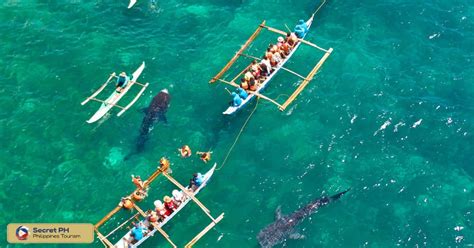 Best Spots for Whale Shark Watching in Donsol - Secret Philippines