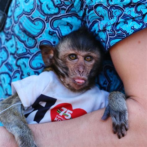 Premium Photo Midsection Of Woman Holding Monkey