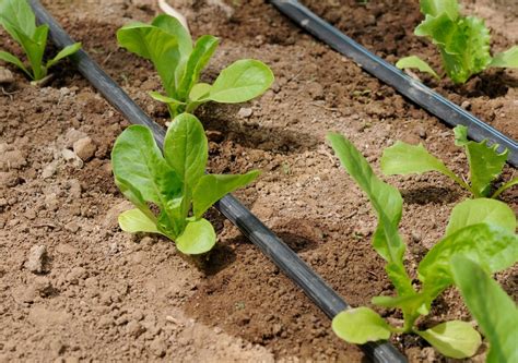 Quelle Fr Quence Et Quelles Heures Arroser Les Plantes En T