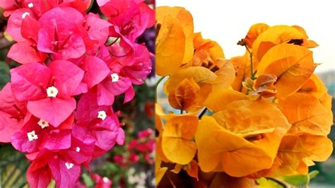 11 Varieties of Bougainvillea Plants - My Bougainvillea Collections! | Bougainvillea, Plants ...