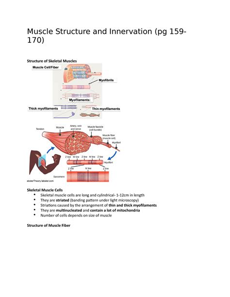 Physiology 1021 Chapter 6 Muscle Structure And Innervation Pg 159