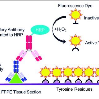 Pdf Multiplex Immunofluorescence And Multispectral Imaging Forming