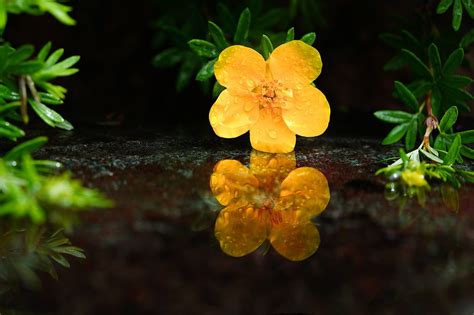 Cinquefoil Flower Water - Free photo on Pixabay