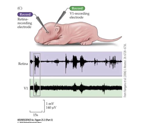Synaptic Plasticity I Flashcards | Quizlet 