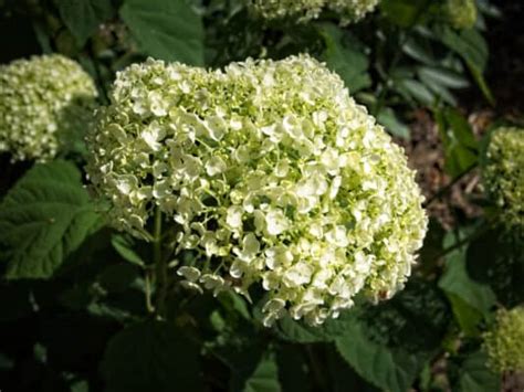 When Do Hydrangeas Bloom? Discover Peak Season by Zone - A-Z Animals