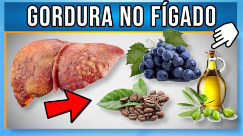 Os Melhores Alimentos Para Gordura No F Gado Youtube