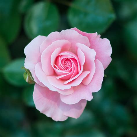 Delicate Pink Rose Portland International Rose Test Garden Todd Ar