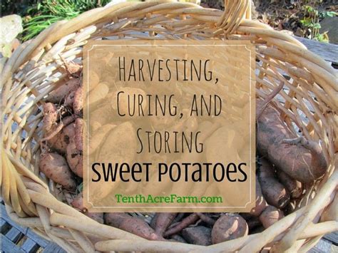 Harvesting Curing And Storing Sweet Potatoes Growing Sweet Potatoes