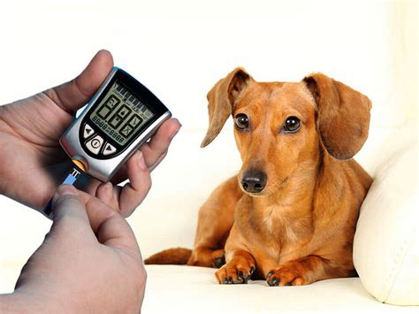 Dog Diabetes Symptoms And Treatment Uk Pets