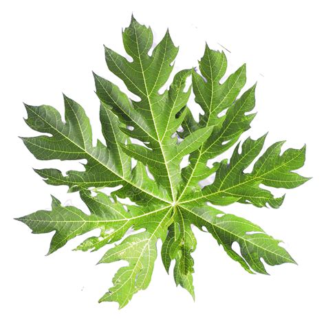 Papaya Leaves Pawpaw Leaf Green Leaves Papaya Png Transparent