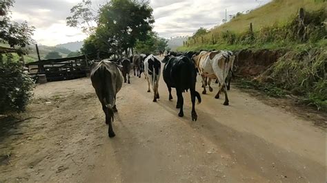 Levando as Vacas no Pasto Após a Ordenha Manual no Curral Tocadas Pela