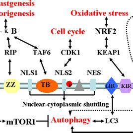 Osteoclastogenesis induced by adaptor P62 in NF-κB activation pathway ...