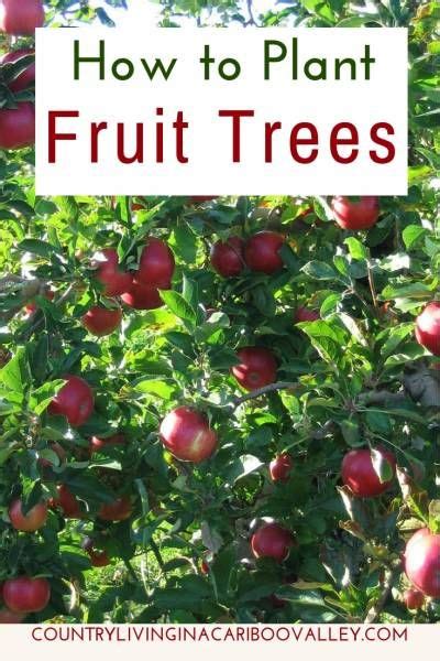 How to Plant Fruit Trees - Tips for Properly Planting Fruit Trees | Planting fruit trees, Fruit ...