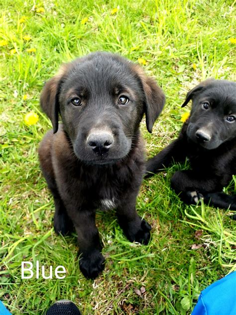 German Shepherd Puppies For Sale Belding Mi 514855