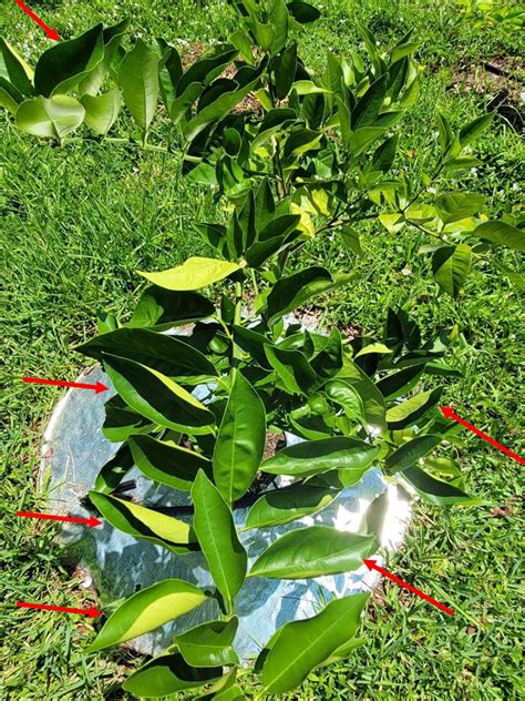 Protecting Citrus Trees From Heat Stress Ufifas Extension St Lucie