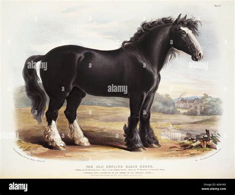 Old english black horse hi-res stock photography and images - Alamy