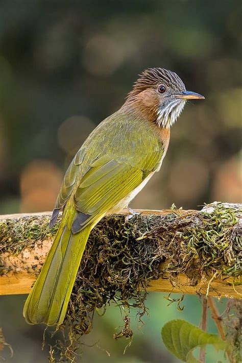 Ixos Mcclellandii Mountain Bulbul Pet Birds Beautiful Birds Bulbul