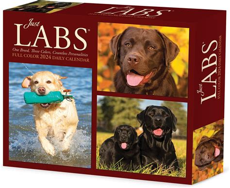 Willow Creek Press Labradoodles Monthly 2024 Wall Calendar