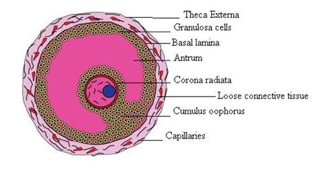 Mature Graafian Follicle Diagram