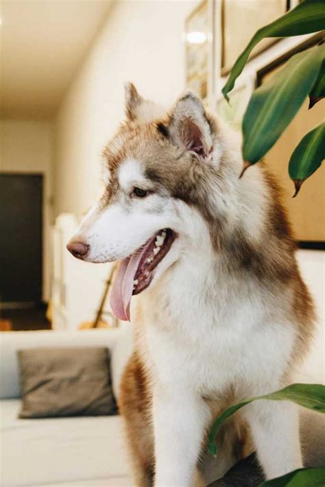 Cómo saber si un husky siberiano es de raza pura Mirada Nórdica