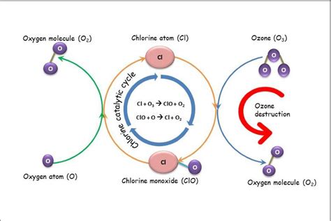 Ozone Cycle