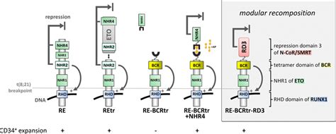 Schematic Model Of Runx Eto Fusion Protein Compositions Full Length