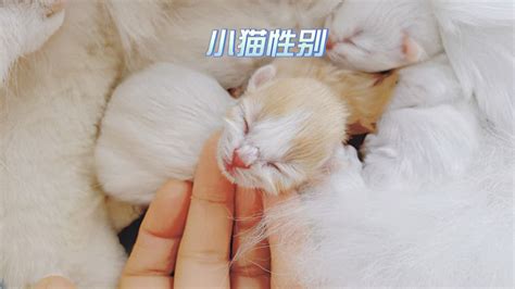 仙女猫白玉生了四只小猫居然性别对等，给小奶猫舔粑粑不忍直视 萌宠视频 搜狐视频