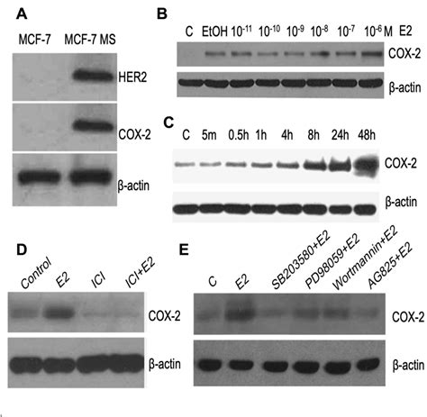 Estradiol Induces Cell Proliferation In Mcf Mammospheres Through Her