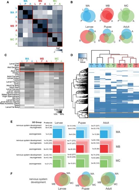 Male Specific Fruitless Isoforms Target Neurodevelopmental Genes To