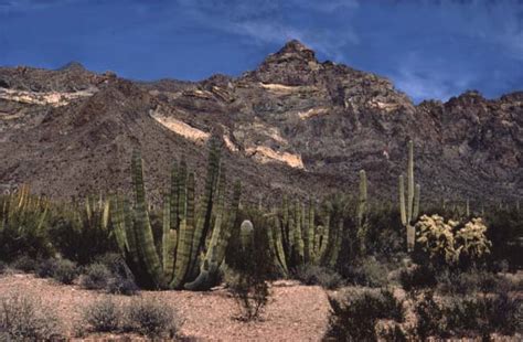 Organ Pipe Cactus Organ Pipe Cactus National Monument Us National