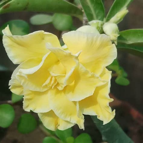 Jual BIBIT ADENIUM BUNGA TUMPUK ADENIUM BUNGA TUMPUK YELLOW Shopee