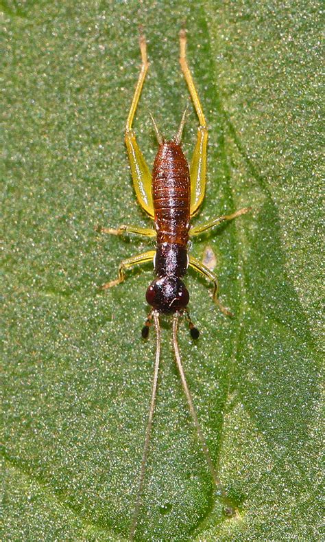 Red Headed Bush Cricket Phyllopalpus Pulchellus Julie M Flickr