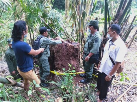 Penebang Kayu Sonokeling Di Hutan Buleleng Terancam Dibui