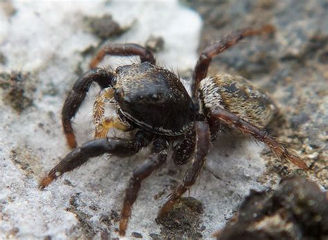 Small Jumper Habronattus BugGuide Net