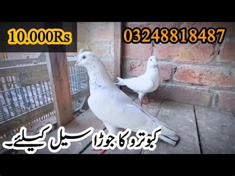 10 000Rs Ka Kabootaro Ka Joda Sell Ke Liye Pigeon Sell 03248818487