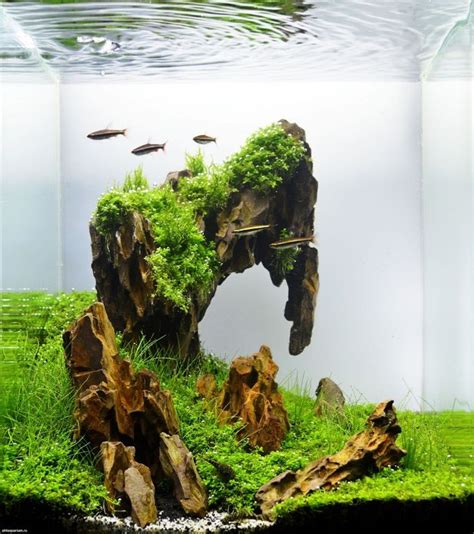 Best Aquascape Tanks Aquascape Ideas