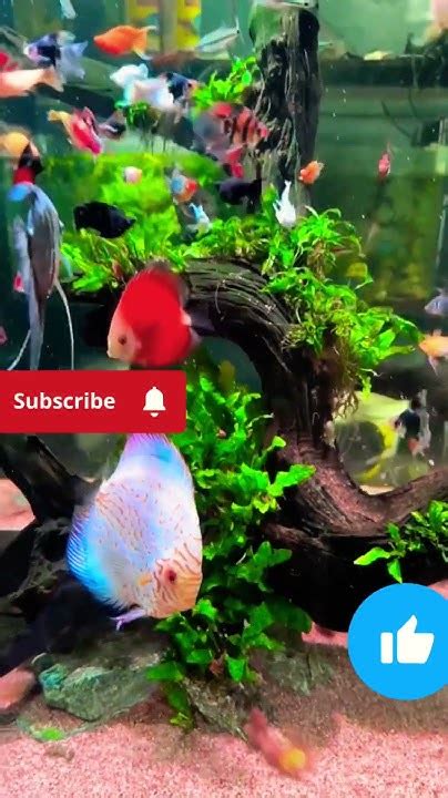 Colourful Fishes 🐠🐟🐠🐟 Youtube