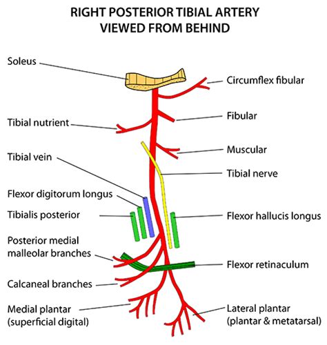 [Get 20+] Get Posterior Tibial Artery Location Background jpg