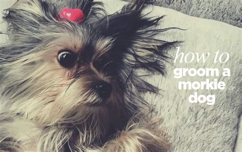 how-to-groom-a-morkie - The Morkie Guide