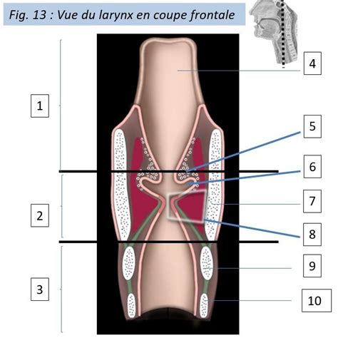 Figure 13 Vue Du Larynx En Coupe Frontale Diagram Quizlet