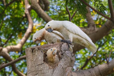 Corella Pictures - AZ Animals