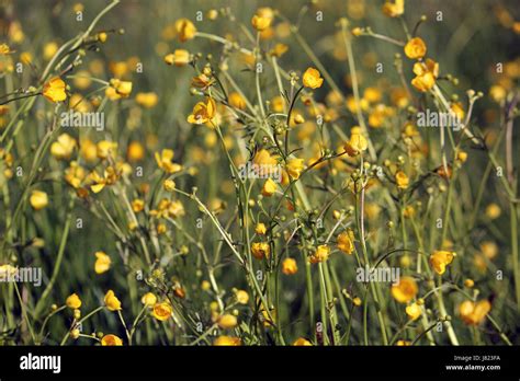 Plant Flower Green Meadow Yellow Buttercup Trollblumen Trollius